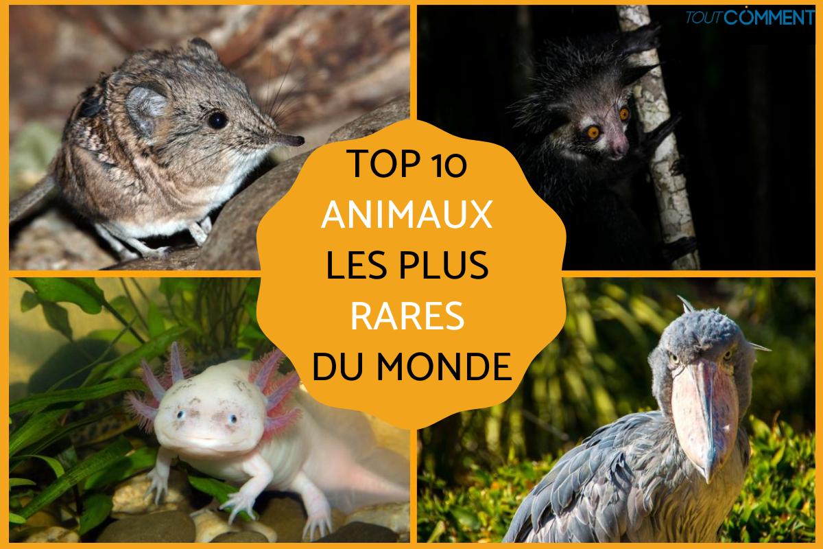 Les animaux les plus rares au monde