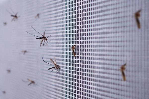 Comment ne pas se faire piquer par les moustiques ? - Moustiquaires
