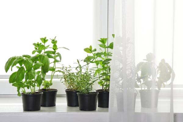 Comment ne pas se faire piquer par les moustiques ? - Plantes répulsives