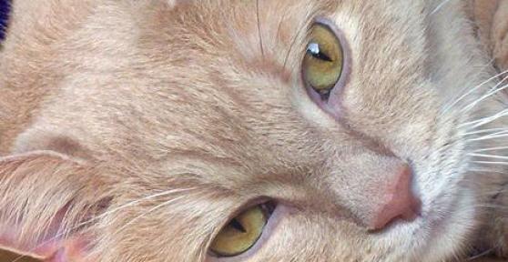 Comment enlever l'odeur d'urine de chat