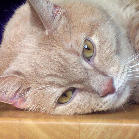 Comment enlever l'odeur d'urine de chat