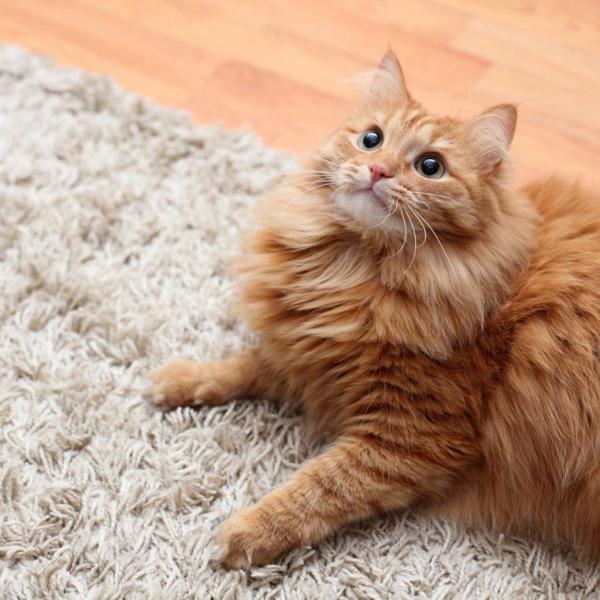 Comment enlever l'odeur d'urine de chat - Étape 5