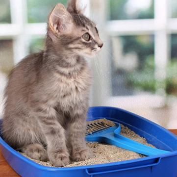Comment enlever l'odeur d'urine de chat - Étape 7
