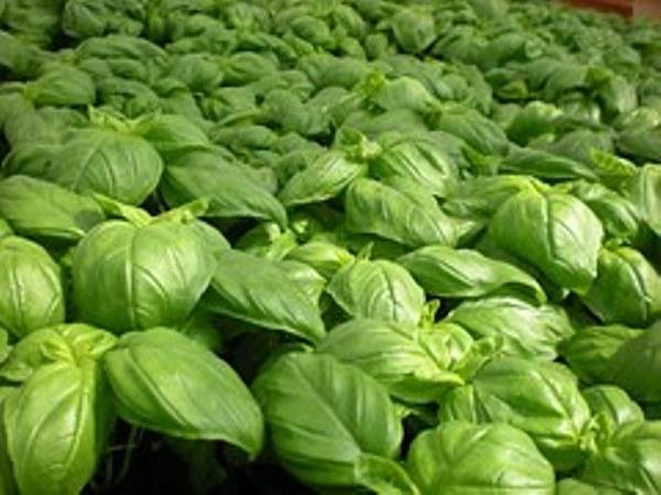 Comment tailler le basilic