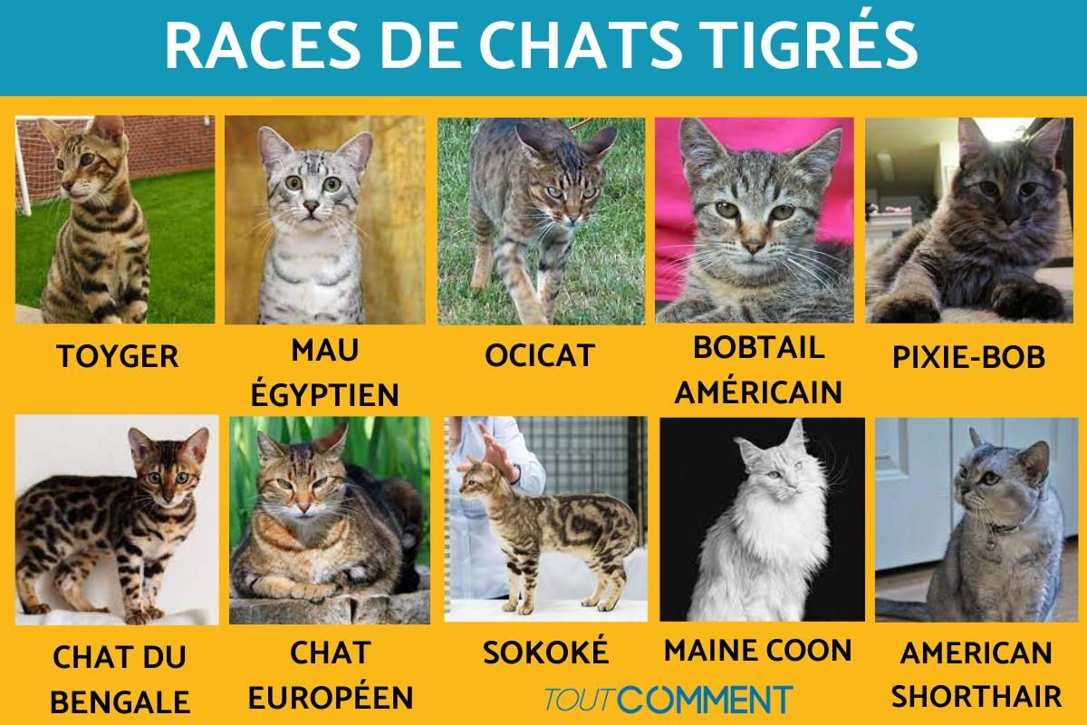 Races de chats tigrés