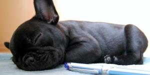 Comment faire dormir son chien dans son panier