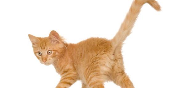 Comment nourrir un chat qui souffre de malnutrition