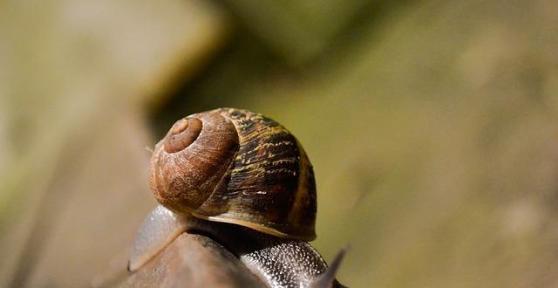 Quels sont les bienfaits de la bave d''escargot