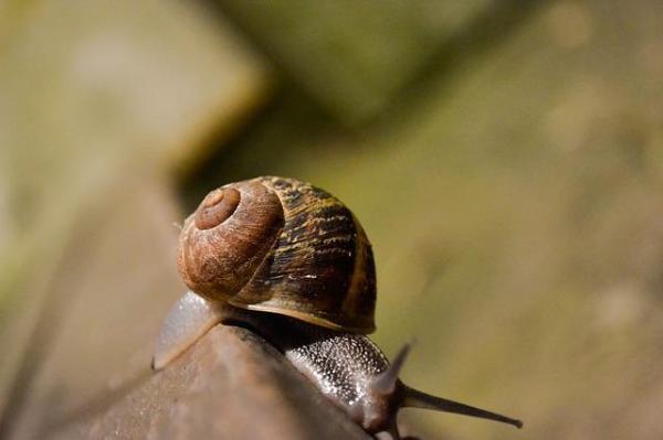 Quels sont les bienfaits de la bave d''escargot