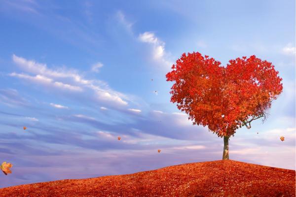 Journée mondiale de l'amour : date et célébration - Date de la journée mondiale de l'amour