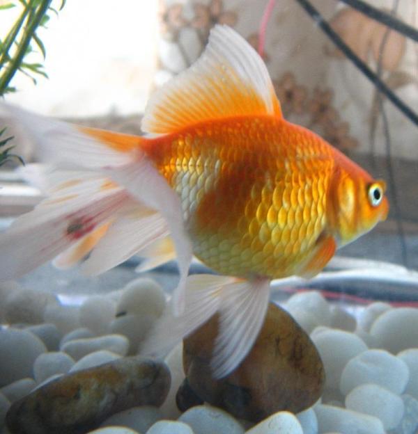 Comment nettoyer un aquarium