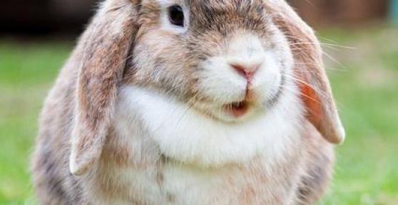 Combien de temps dure la période de gestation d'une lapine