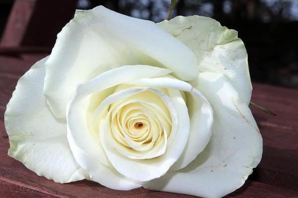 Comment faire des roses bleues naturelles - Étape 2