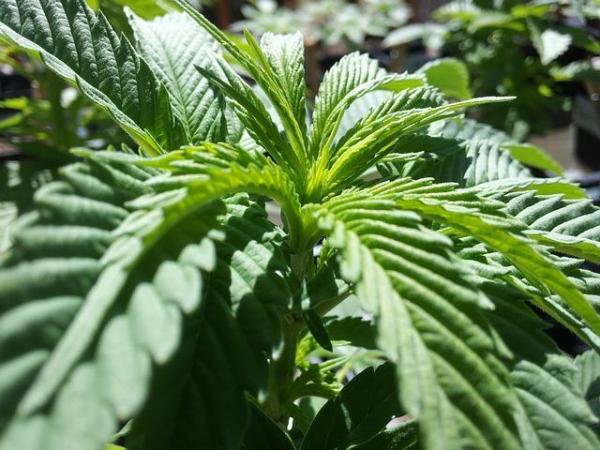 Quels sont les bienfaits du cannabis