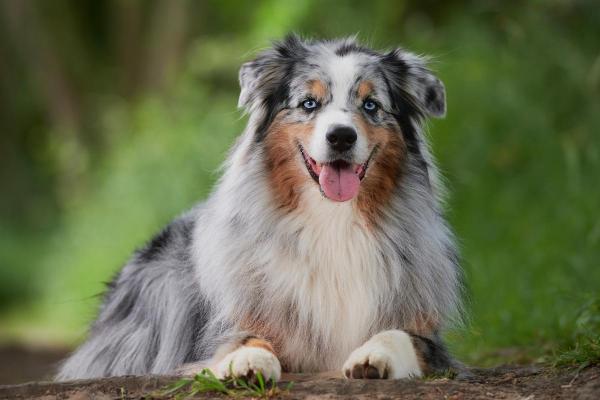 Races de chiens aux yeux bleus - Berger australien