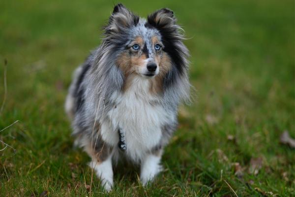 Races de chiens aux yeux bleus - Berger des Shetland