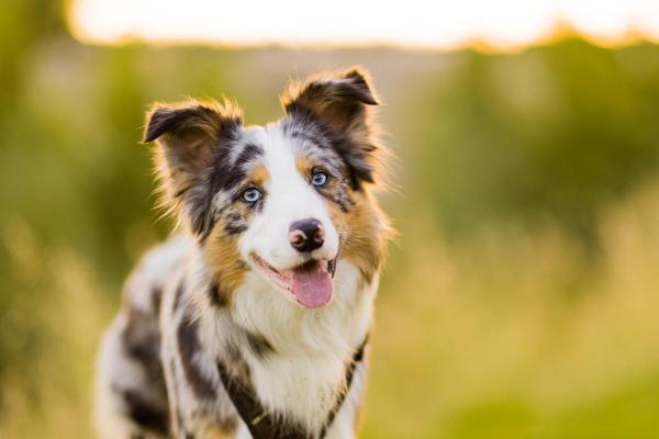 Races de chiens aux yeux bleus - Border collie