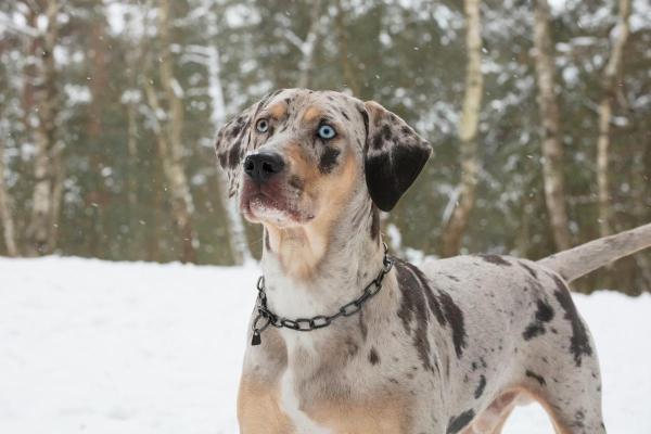 Races de chiens aux yeux bleus - Chien léopard catahoula