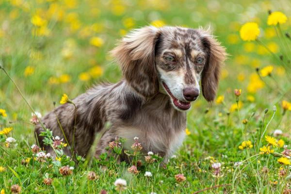 Races de chiens aux yeux bleus - Dachshund ou teckel