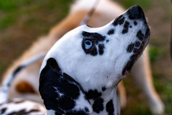 Races de chiens aux yeux bleus - Dalmatien