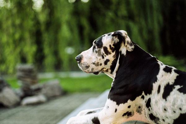 Races de chiens aux yeux bleus - Dogue allemand