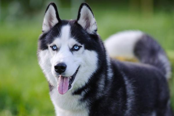Races de chiens aux yeux bleus - Husky sibérien