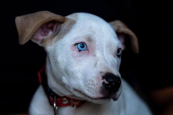 Races de chiens aux yeux bleus - Pitbull