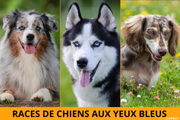 Races de chiens aux yeux bleus
