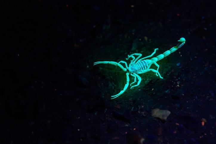 Comment FAIRE FUIR LES SCORPIONS - 6 Astuces