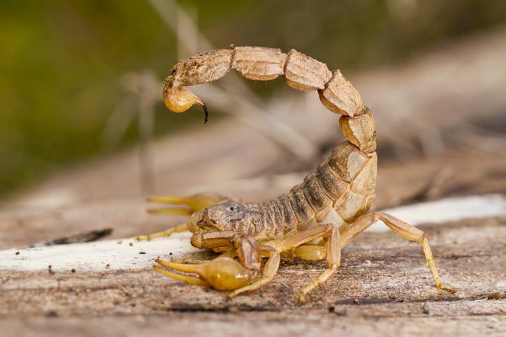 Comment Faire Fuir Les Scorpions De La Maison