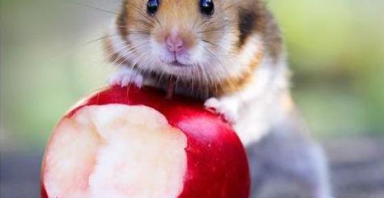 Quels fruits peut manger un hamster