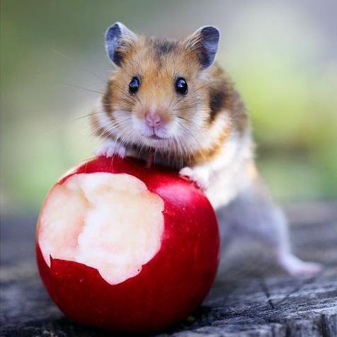 Quels fruits peut manger un hamster