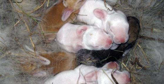 Comment s'occuper d'un lapereau nouveau-né