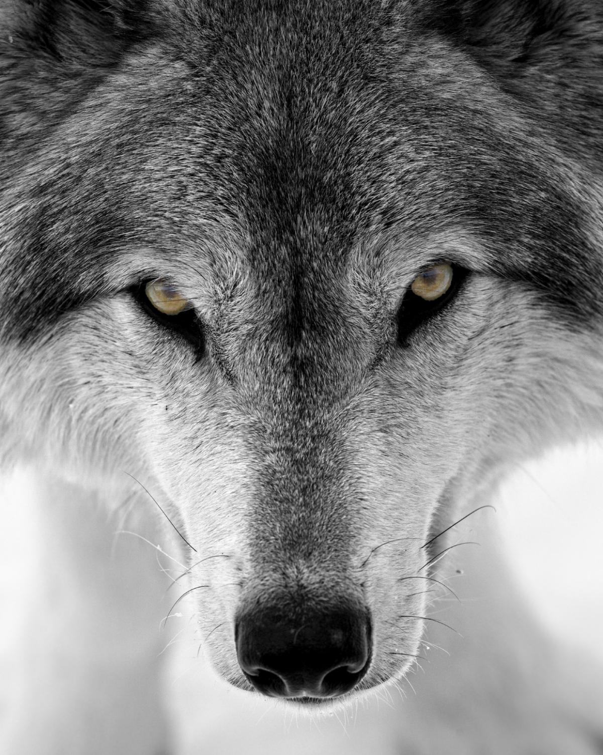 Interprétation de rêve - rêver de loup