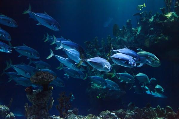 Rêver de poisson - Signification des rêves