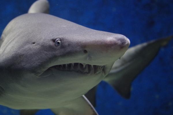 Rêver de poisson - Signification des rêves - Rêver de requin