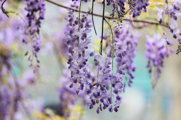 Plantes grimpantes à fleur - La glycine