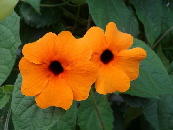 Plantes grimpantes à fleur - La Suzanne aux yeux noirs