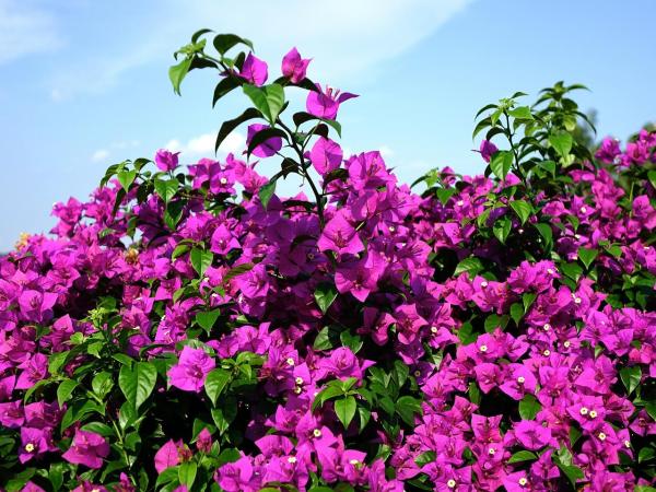 Plantes grimpantes à fleur - Le bougainvillier