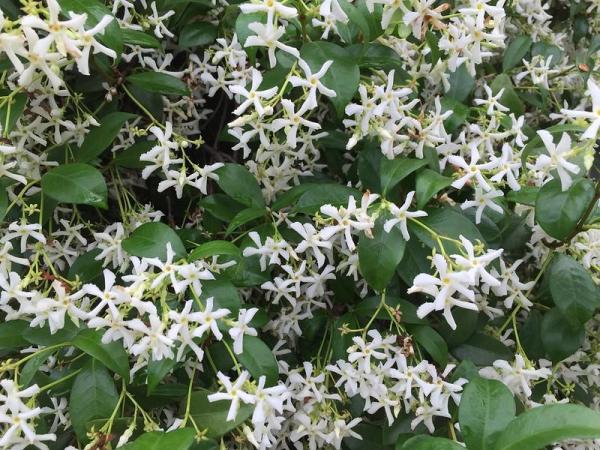Plantes grimpantes à fleur - Le faux jasmin