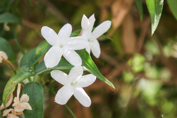 Plantes grimpantes à fleur - Le jasmin officinal