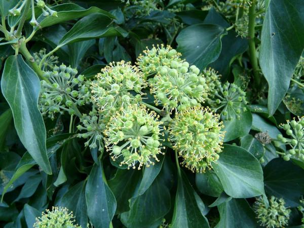 Plantes grimpantes à fleur - Le lierre