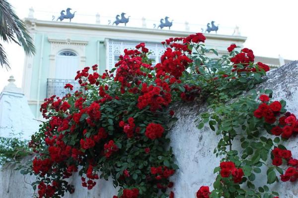 Plantes grimpantes à fleur - Le rosier grimpant