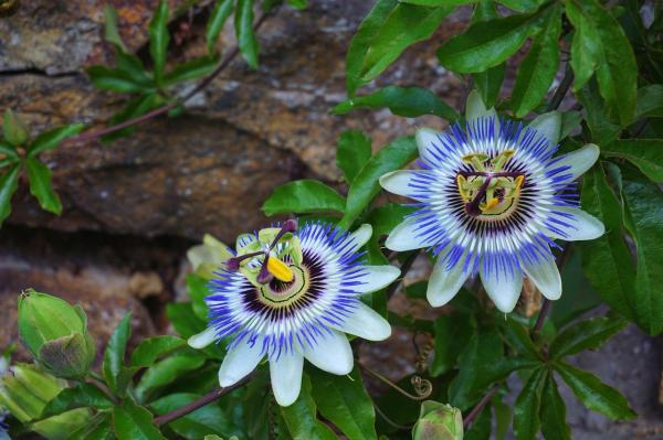 Plantes grimpantes à fleur