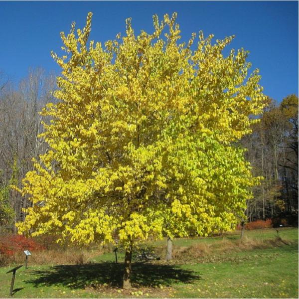 Quels sont les arbres qui poussent le plus vite - Abre fruitier qui pousse vite : L'oranger des Osages