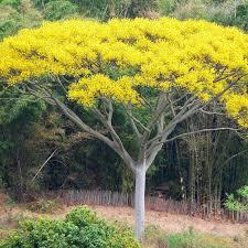 Quels sont les arbres qui poussent le plus vite - Arbre qui pousse le plus vite au monde