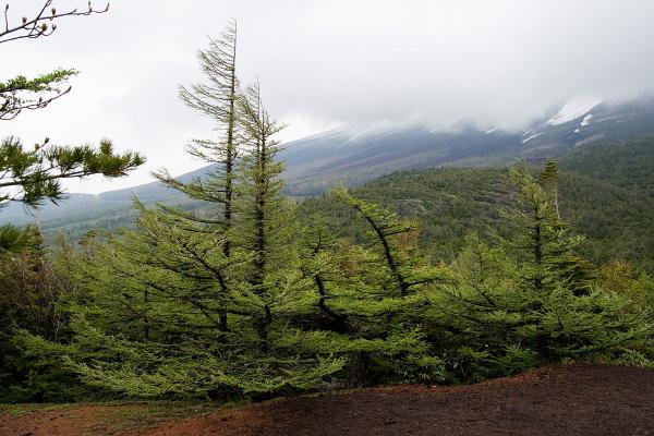 Quels sont les arbres qui poussent le plus vite - Arbre qui pousse vite et ne perd pas ses feuilles : Le mélèze du Japon