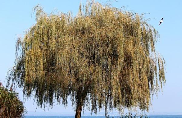 Quels sont les arbres qui poussent le plus vite - Arbre qui pousse vite et qui fait de l'ombre : le saule