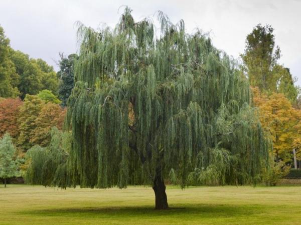 Quels sont les arbres qui poussent le plus vite