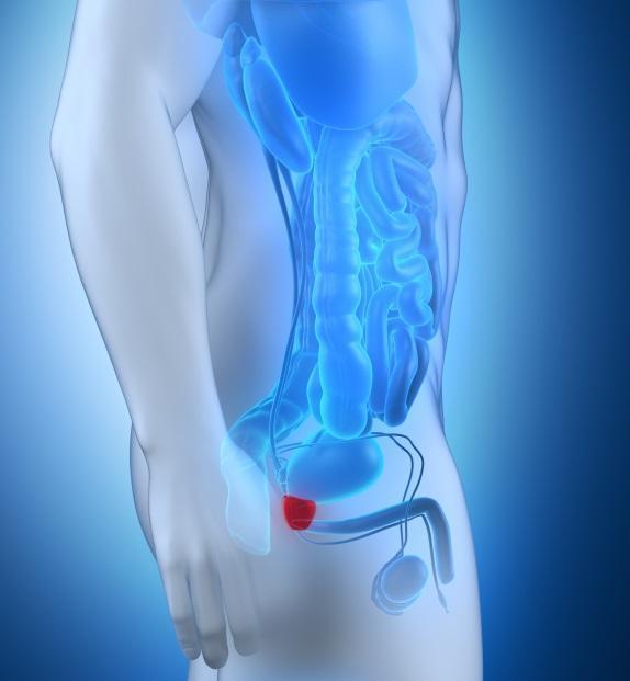 Quelle est la taille normale de la prostate